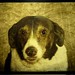 Joy Maier Photo 3