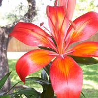 Joann Mitchell Photo 29