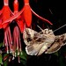 Janet Siler Photo 6