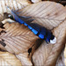 Jay Lose Photo 6