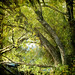 William Willow Photo 6