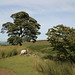 Patrick Moor Photo 7