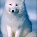Gregory Fox Photo 8