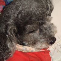 Hedy Wang Photo 4