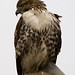 Tyler Hawks Photo 7