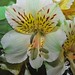 Susan Rau Photo 7