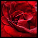 Rose Song Photo 7