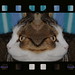 Leo Petit Photo 5