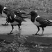 Faith Crow Photo 3