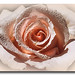 Rose Kuhn Photo 11