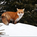 Forest Fox Photo 5
