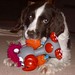 Sam Springer Photo 9