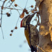 Daniel Lesser Photo 10