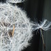 Dianne Austin Photo 14