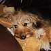 Jodie White Photo 8