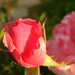 Ufuk Aydin Photo 5