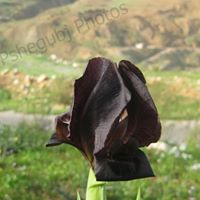 Sawsan Almomani Photo 3