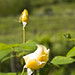 Rose Campagna Photo 7