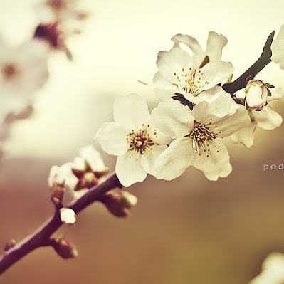 Alice Green Photo 28