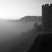 Dawn Potter Photo 11