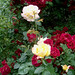Rose Peterson Photo 7