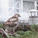 Allen Hawk Photo 9