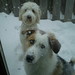Tim Collie Photo 5