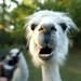 Mike Llamas Photo 3