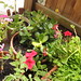 Linda Flower Photo 17