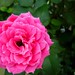 Rose Ordonez Photo 6