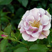 Rosa Hill Photo 17