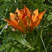 Lily Brown Photo 14