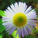 Daisy Real Photo 3