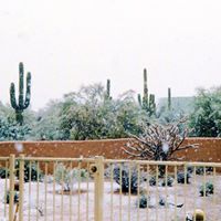 Rose Saenz Photo 20
