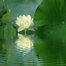 De Green Photo 4
