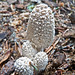 Anne Scalies Photo 4
