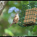 Steven Wren Photo 4