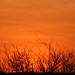 Sam Ghosh Photo 8