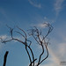 Javier Caneda Photo 4
