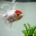 Larry Fish Photo 8