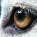Paul Wolf Photo 11