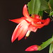 Teresa Bloom Photo 10
