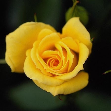 Ranjan Ojha Photo 26