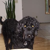 Joel Zimmer Photo 6