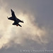 David West Photo 10