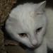 Marie Cram Photo 7