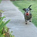 Joy Badger Photo 4