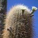 Rose Cardone Photo 3