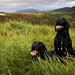 Codi Hill Photo 3