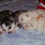Dana Fletcher Photo 29